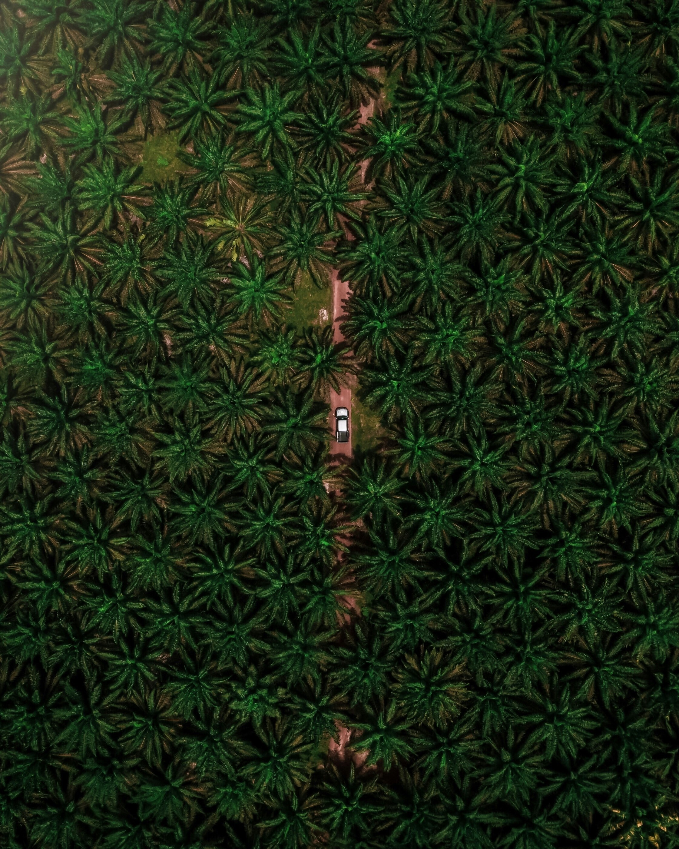 An aerial top-down view of a dense green palm oil plantation with a narrow dirt road.